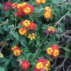 Meet your Posher, Arwa